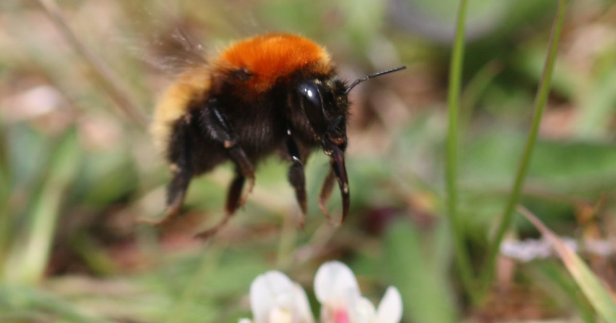 OpenGraph Image for Hebri-bees project to explore the future of Scotland’s rare island pollinators
