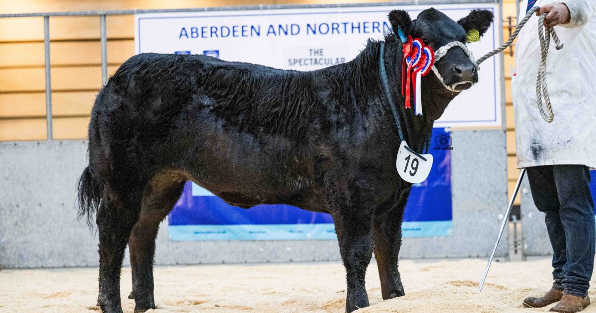 OpenGraph Image for Balfour Baillie tops Thainstone Spectacular at £8,000