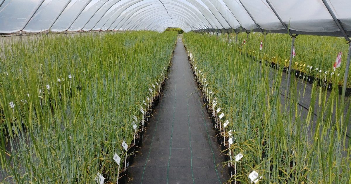 OpenGraph Image for Study shows striking convergent selection history of wheat and barley and its potential for breeding