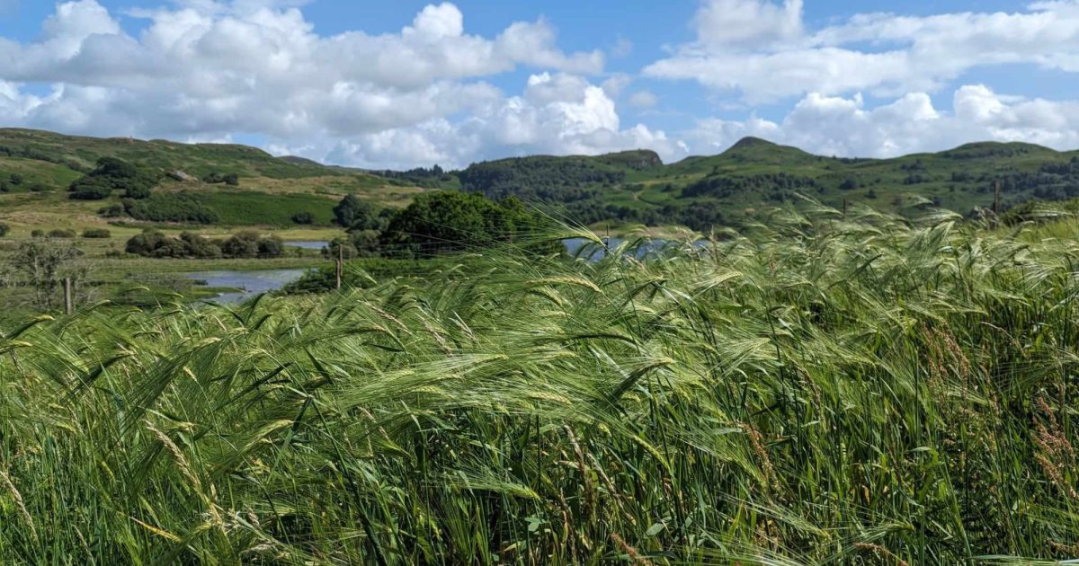 OpenGraph Image for Call to join the Bere barley participatory network