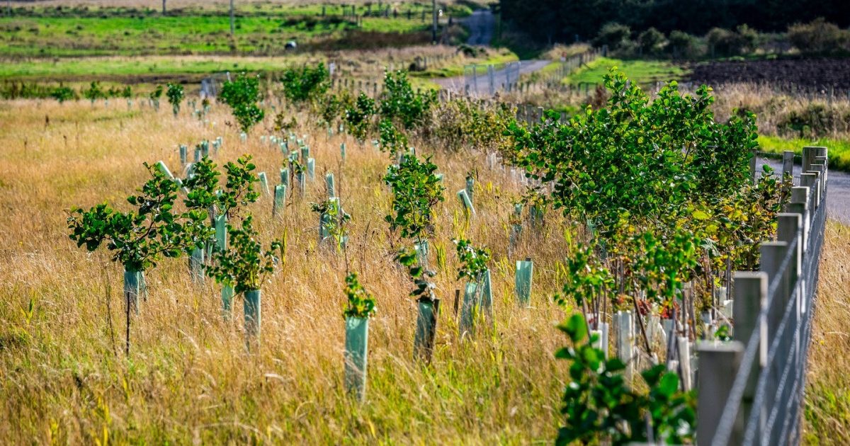 OpenGraph Image for SSEN Transmission’s sustainability strategy recognised by global ‘It’s Now for Nature’ campaign