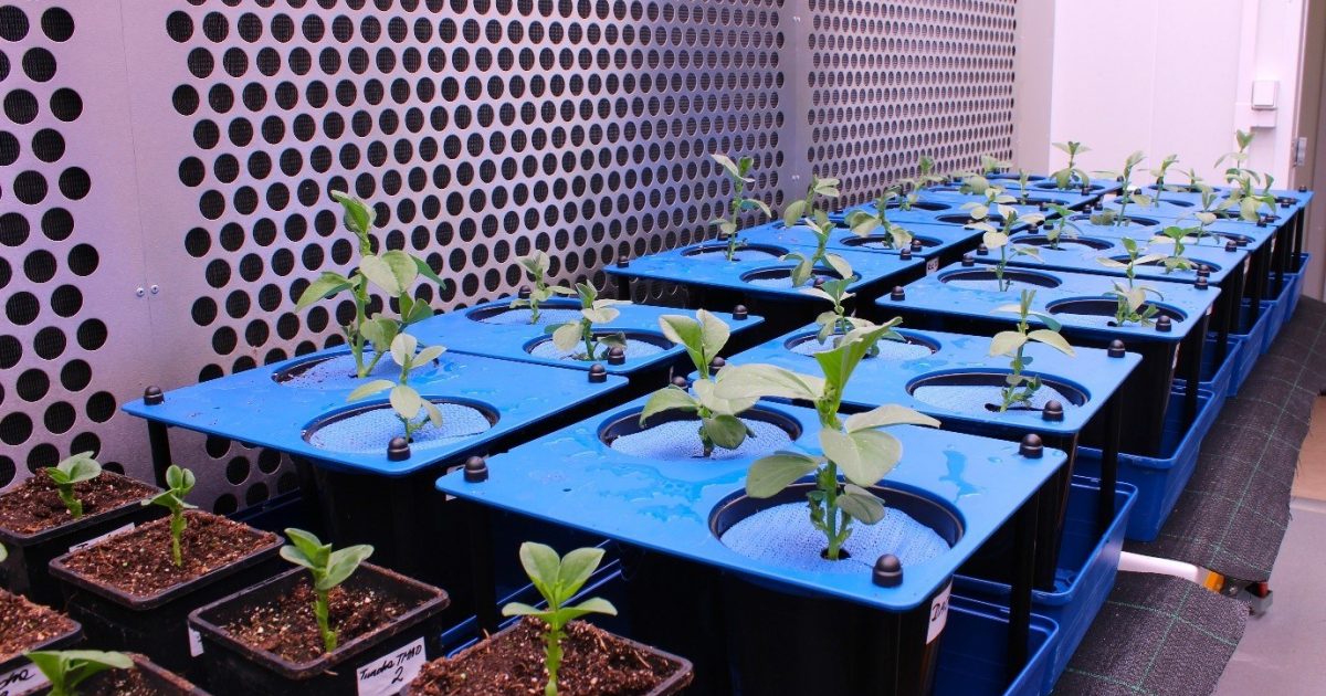 OpenGraph Image for The James Hutton Institute is part of £35million investment to strengthen future food security