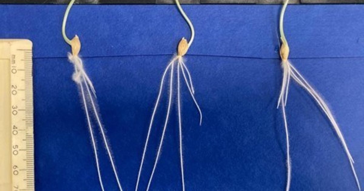 OpenGraph Image for Hutton scientist wins prestigious prize