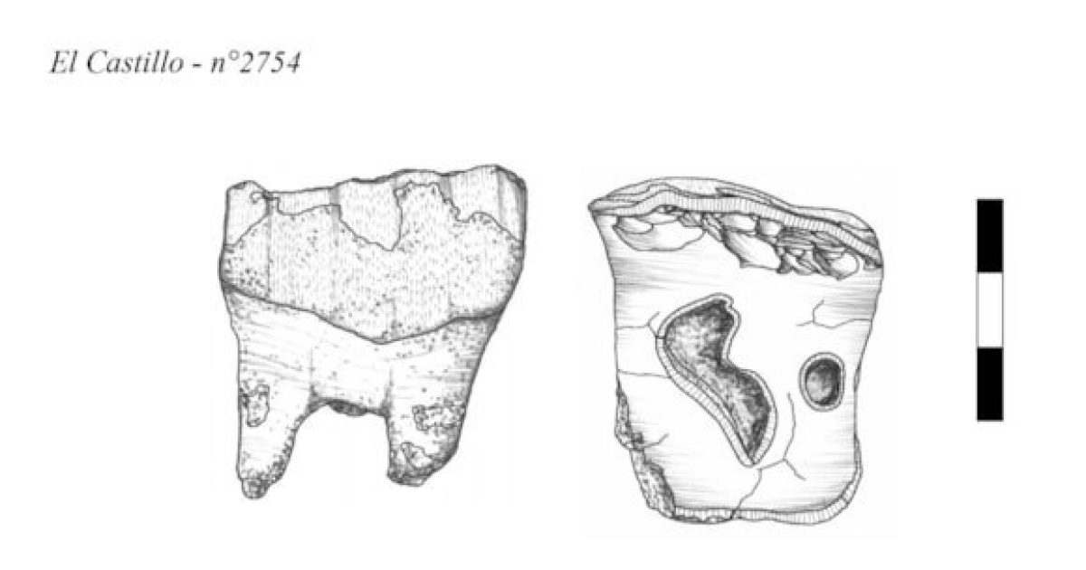 OpenGraph Image for Neanderthals may have turned rhinoceros teeth into tools, researchers find