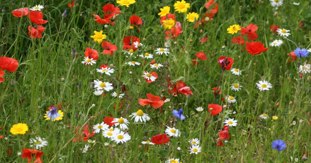 OpenGraph Image for Considerable change needed to stop nature loss in Scotland