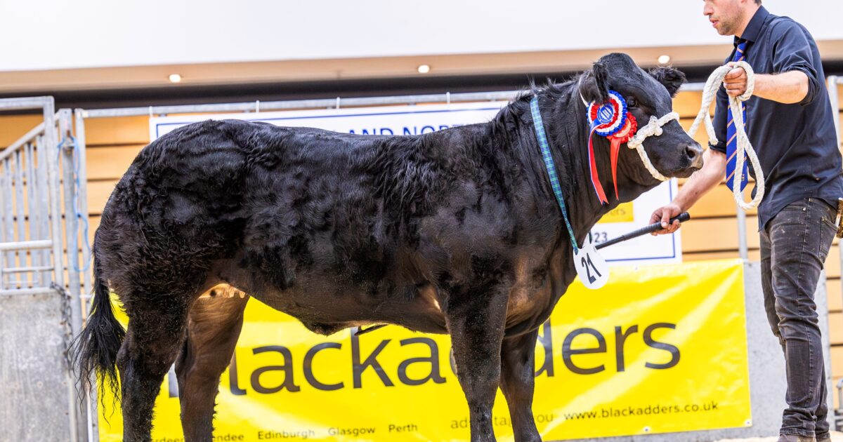 OpenGraph Image for Top price of £5,800 achieved at Thainstone Spectacular