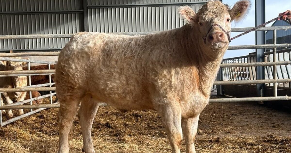OpenGraph Image for Pedigree heifers feature at Aberdeen Christmas Classic for the first time