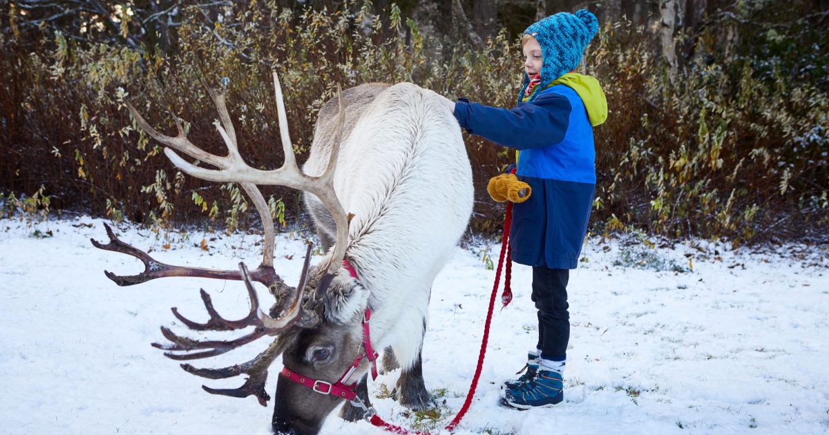 OpenGraph Image for Step into Christmas at winter  wonderland Macdonald Aviemore Resort