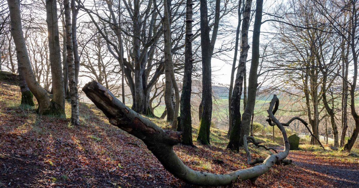 OpenGraph Image for Battlehill Wood now partially accessible to  the public after storm damage cleared