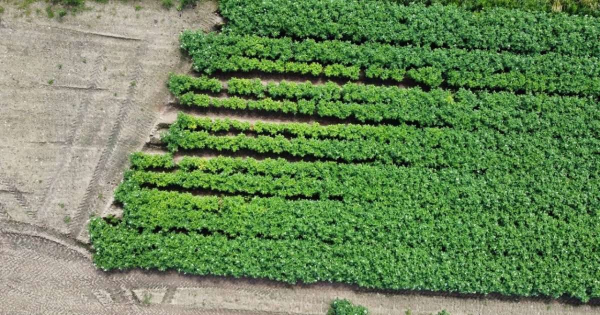 OpenGraph Image for The James Hutton Institute joins €4.9million project to develop sustainable alternatives to harmful pesticides