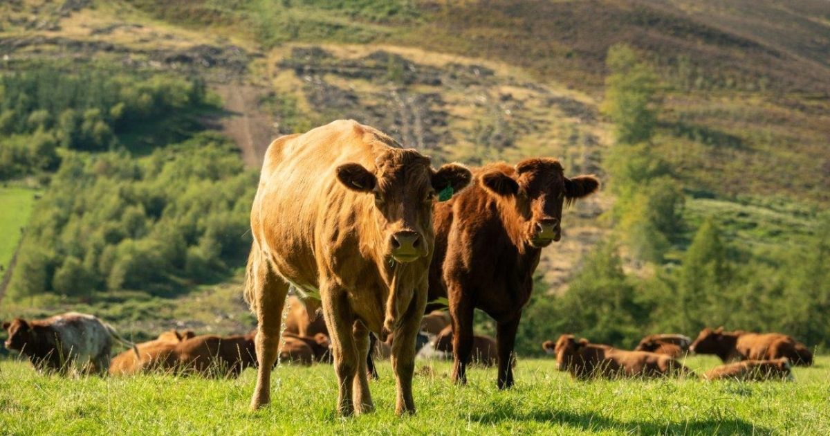 OpenGraph Image for Hutton seeks farmer views on return of bluetongue risk