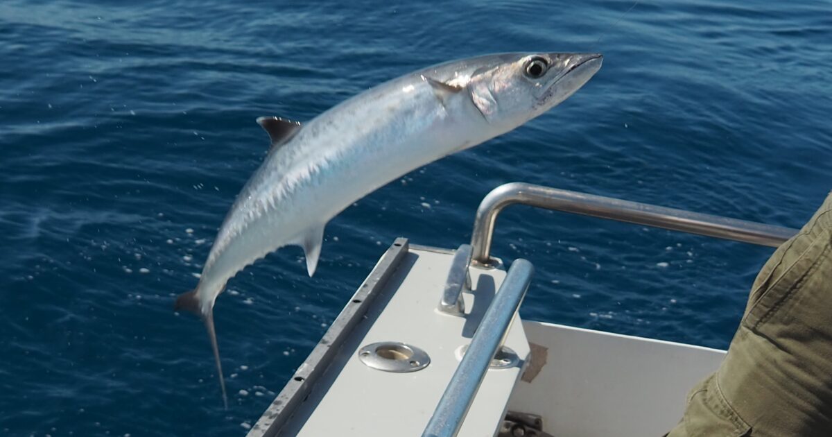 OpenGraph Image for Peterhead accounts for more than half of UK's January fish landings