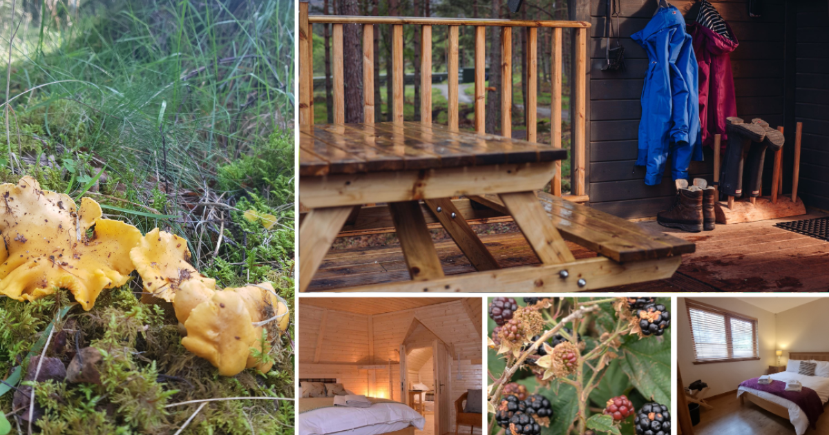 OpenGraph Image for Cairngorm Bothies and Lodges: A perfect base for autumn foraging and walks