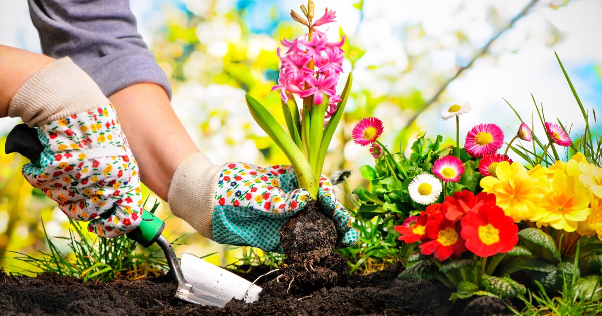 OpenGraph Image for Gardening good for the soul - until the pressure grows