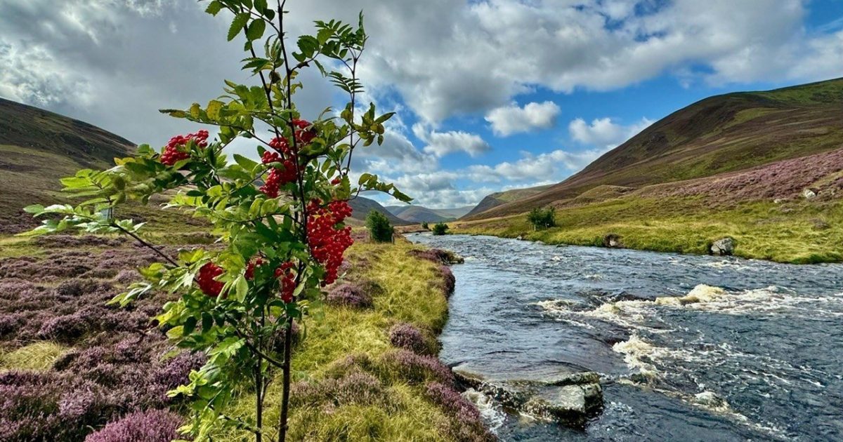 OpenGraph Image for A tree for every key: Northwood North East’s pledge to donate to River Dee’s One Million Trees campaign