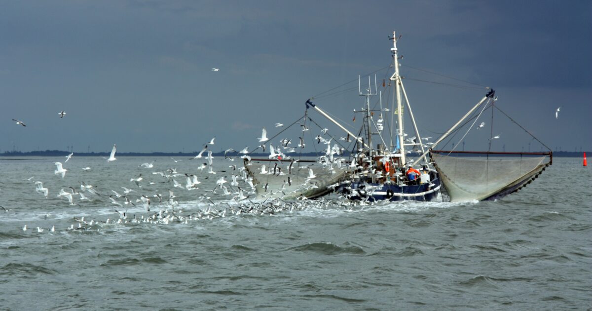 OpenGraph Image for Skipper Expo: Aberdeen researchers seek seafood sector insight to help unlock by-product potential