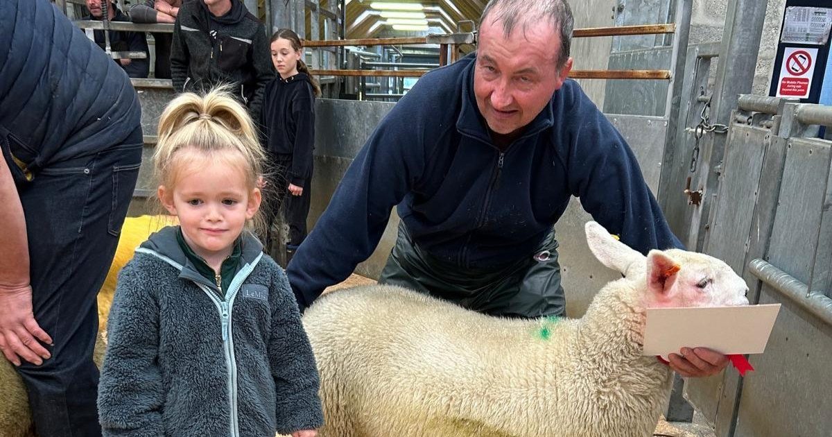 OpenGraph Image for Strong trade achieved at first Show & Sale of North Country Cheviot Ewes at Quoybrae