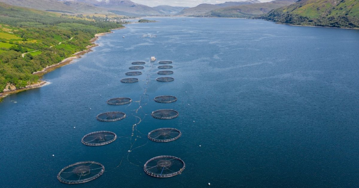 OpenGraph Image for MB Air Systems immerses in aquaculture