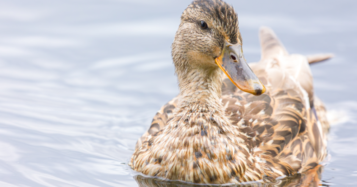 OpenGraph Image for Aberdeen photographer recognised in nationwide competition for his picture of a Mallard duck at Walker Dam 