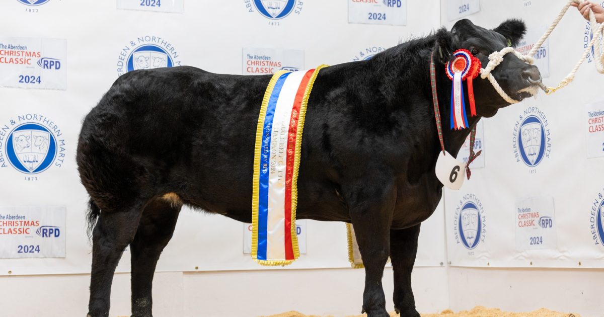OpenGraph Image for Entries announced for 2025 Aberdeen Christmas Classic