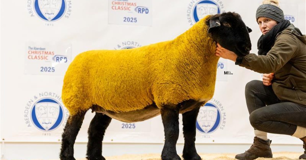 OpenGraph Image for Suffolks lead the way with a top of 5,000gns at the Aberdeen Christmas Classic