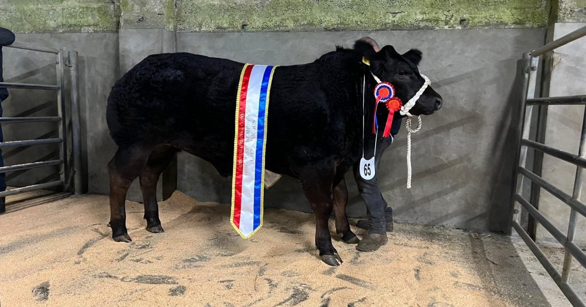 OpenGraph Image for Top price of £5,000 achieved at annual Caithness Christmas Show