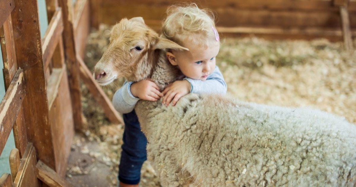 OpenGraph Image for Going to feed the lambs? Wash your hands!