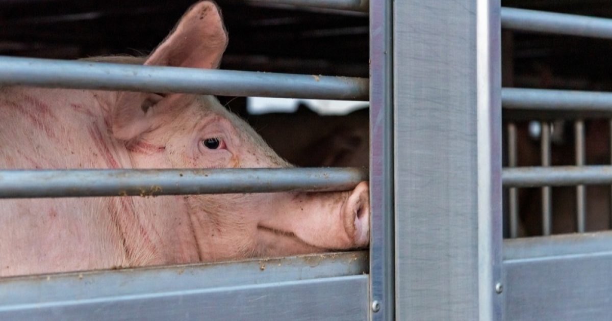 OpenGraph Image for Pig farmers facing 'dire situation' as industry at 'breaking point'