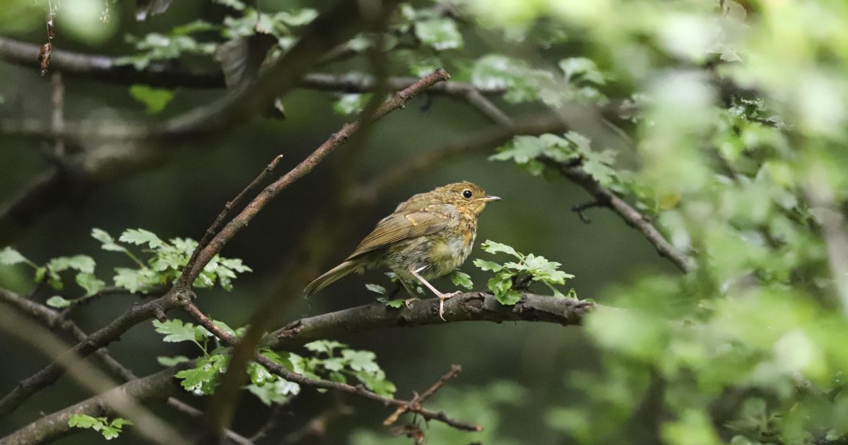 OpenGraph Image for RSPB partnership renewal reinforces Barratt and David Wilson Homes North Scotland’s commitment to nature and biodiversity