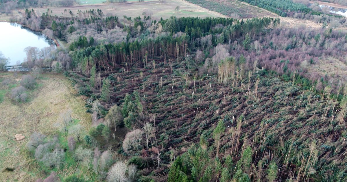 OpenGraph Image for 24,000 trees to be planted in Haddo Country Park