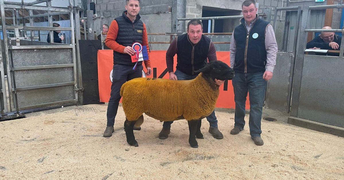 OpenGraph Image for Strong demand and a top price of £6,000 achieved at Caithness Ram Fair