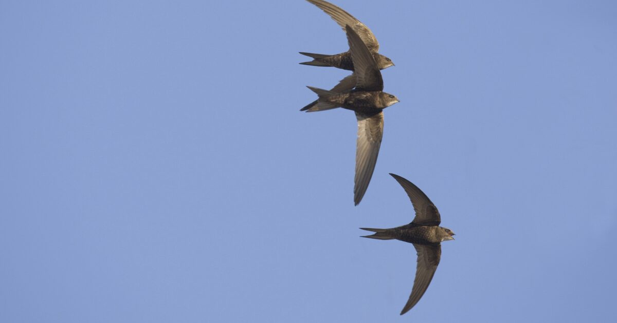 OpenGraph Image for Swift nesting boxes showing signs of success
