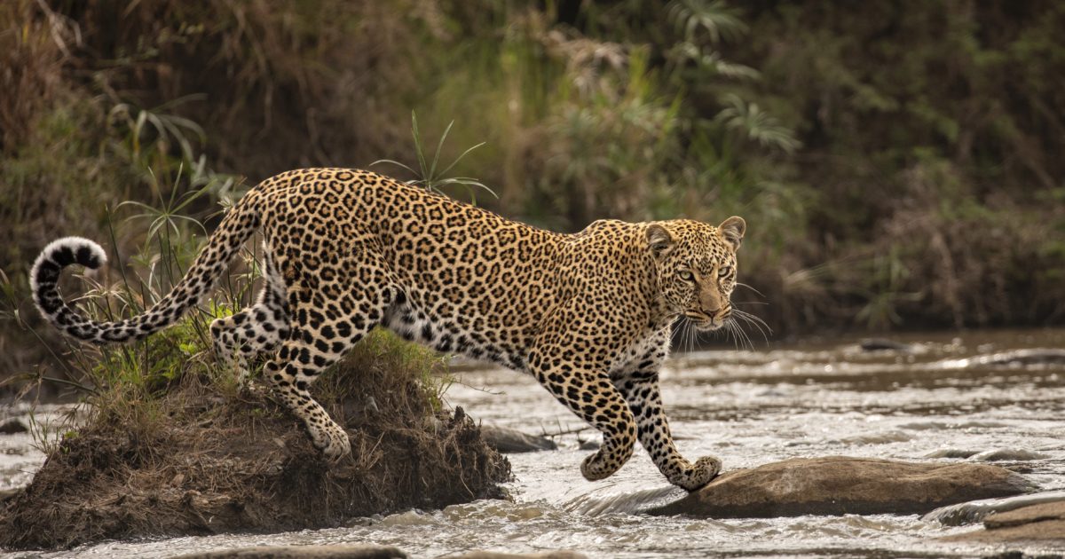 OpenGraph Image for Stunning images unveiled as Wildlife Photographer of the Year arrives at Aberdeen Art Gallery