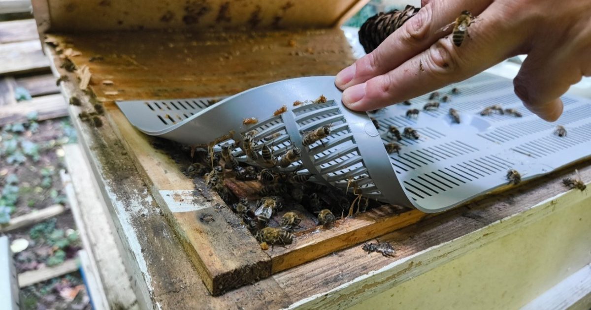 OpenGraph Image for Honey bees can be used to monitor PFAS levels in the environment, new study shows