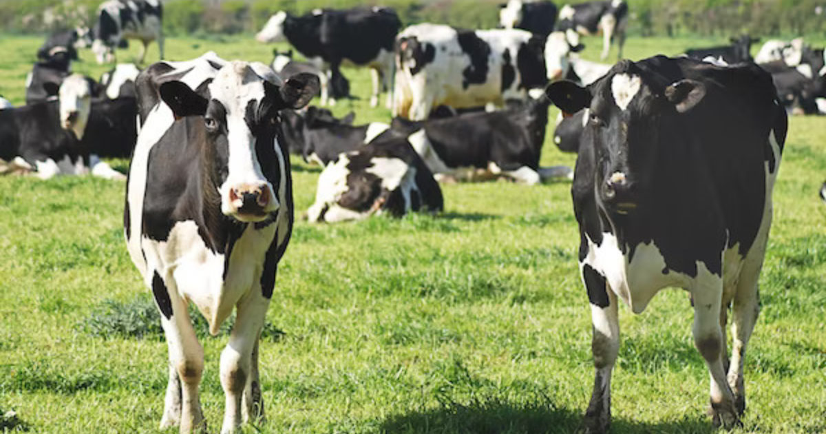 OpenGraph Image for Meat and dairy products to be banned on a Scottish university campus