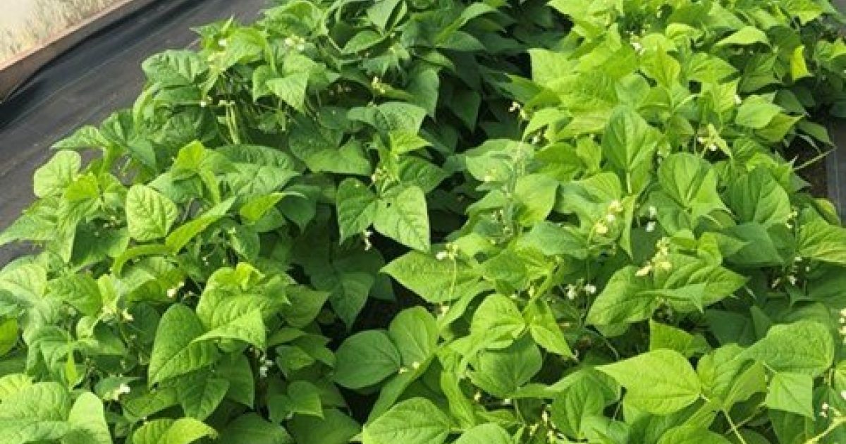 OpenGraph Image for New crop network to help future-proof UK food systems