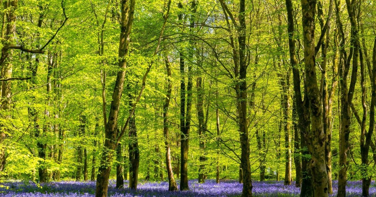 OpenGraph Image for Highland Carbon named Best UK Wide Offset Supplier