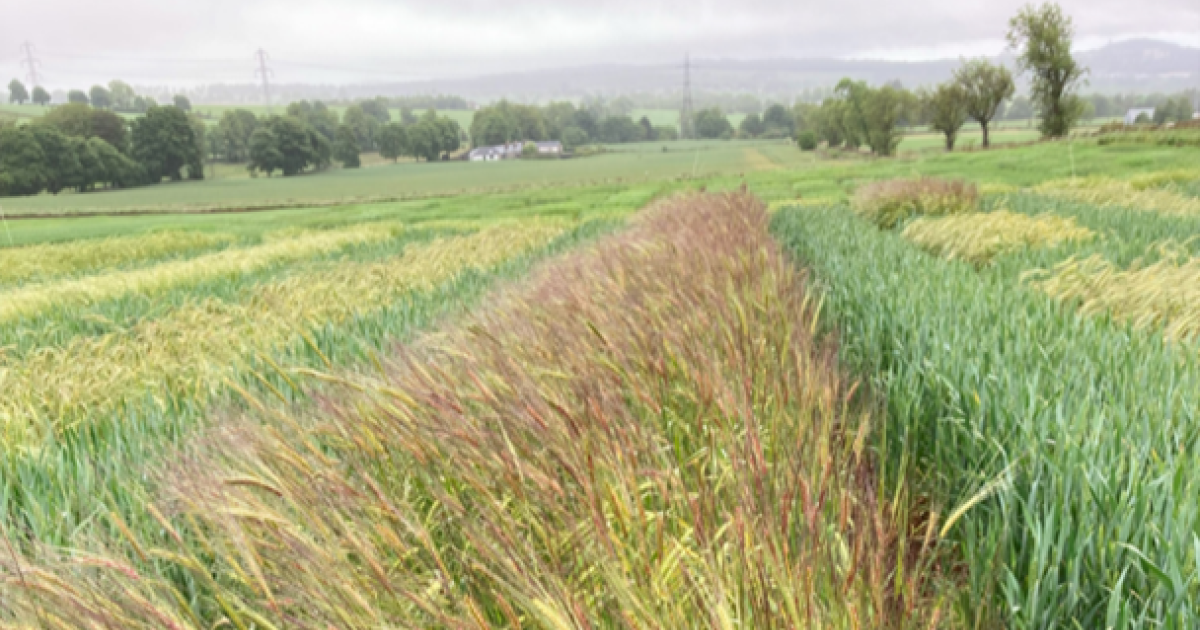 OpenGraph Image for Plotting the future: A cereal walk