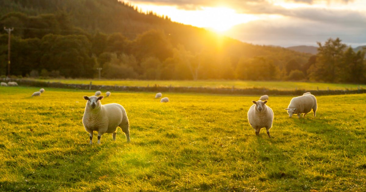 OpenGraph Image for Record number of farms shut after IHT raid