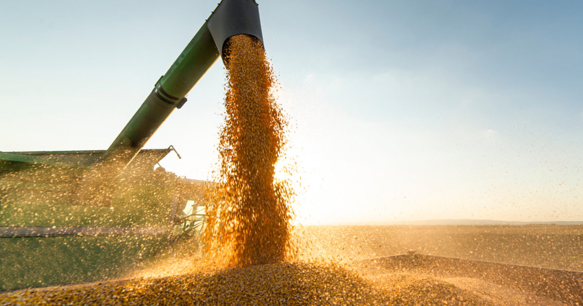 OpenGraph Image for Food bills ‘will rise by £37 a month’ because of drought