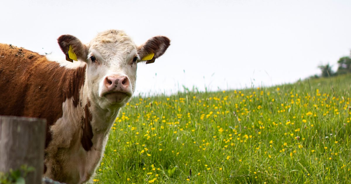 OpenGraph Image for M&S urges rethink on farm inheritance tax