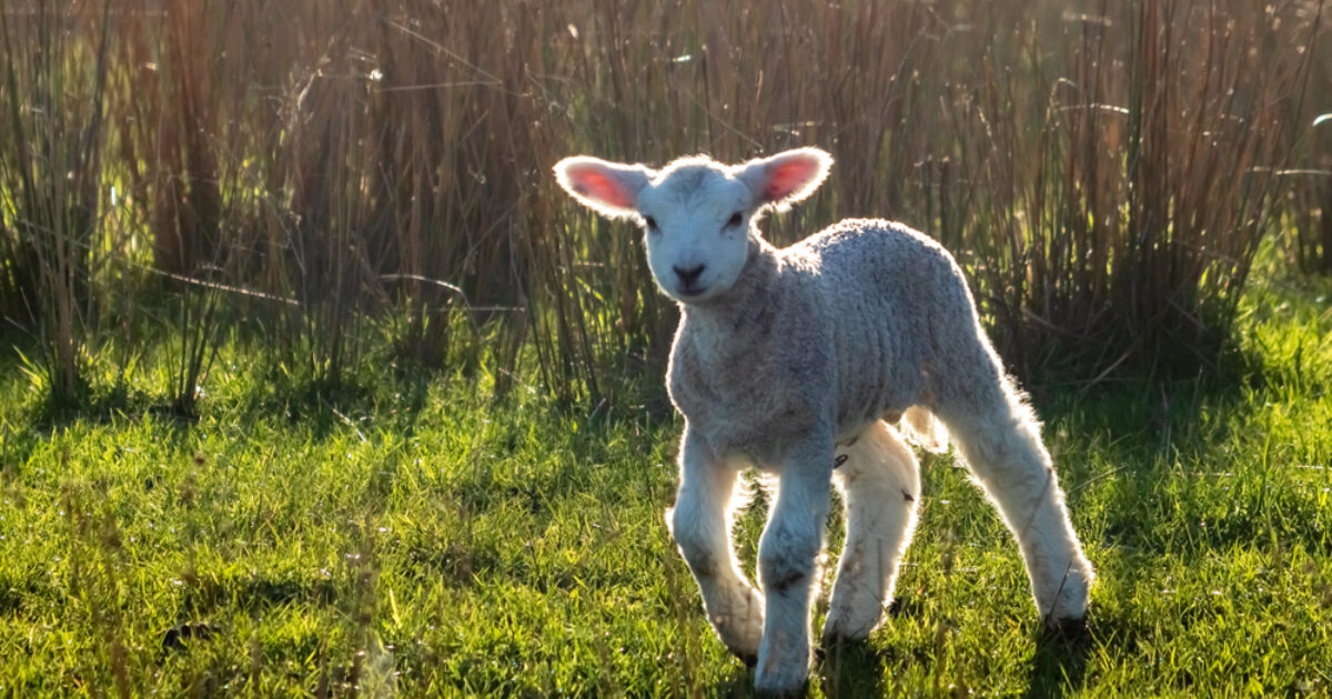 OpenGraph Image for Wet weather 'devastating' for lambing North-east farmers