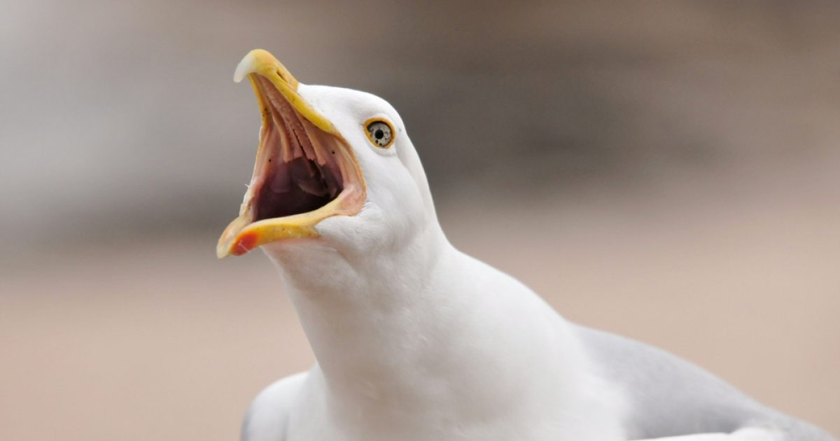 OpenGraph Image for Seagull advice mocked at Holyrood as ministers promise action