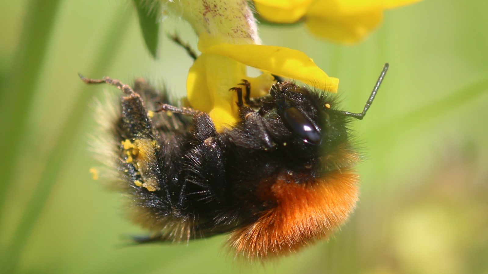 Moss Carder Bee (Bombus muscorum), more specifically the subspecies that is found in most of the Hebrides, but not on the mainland
