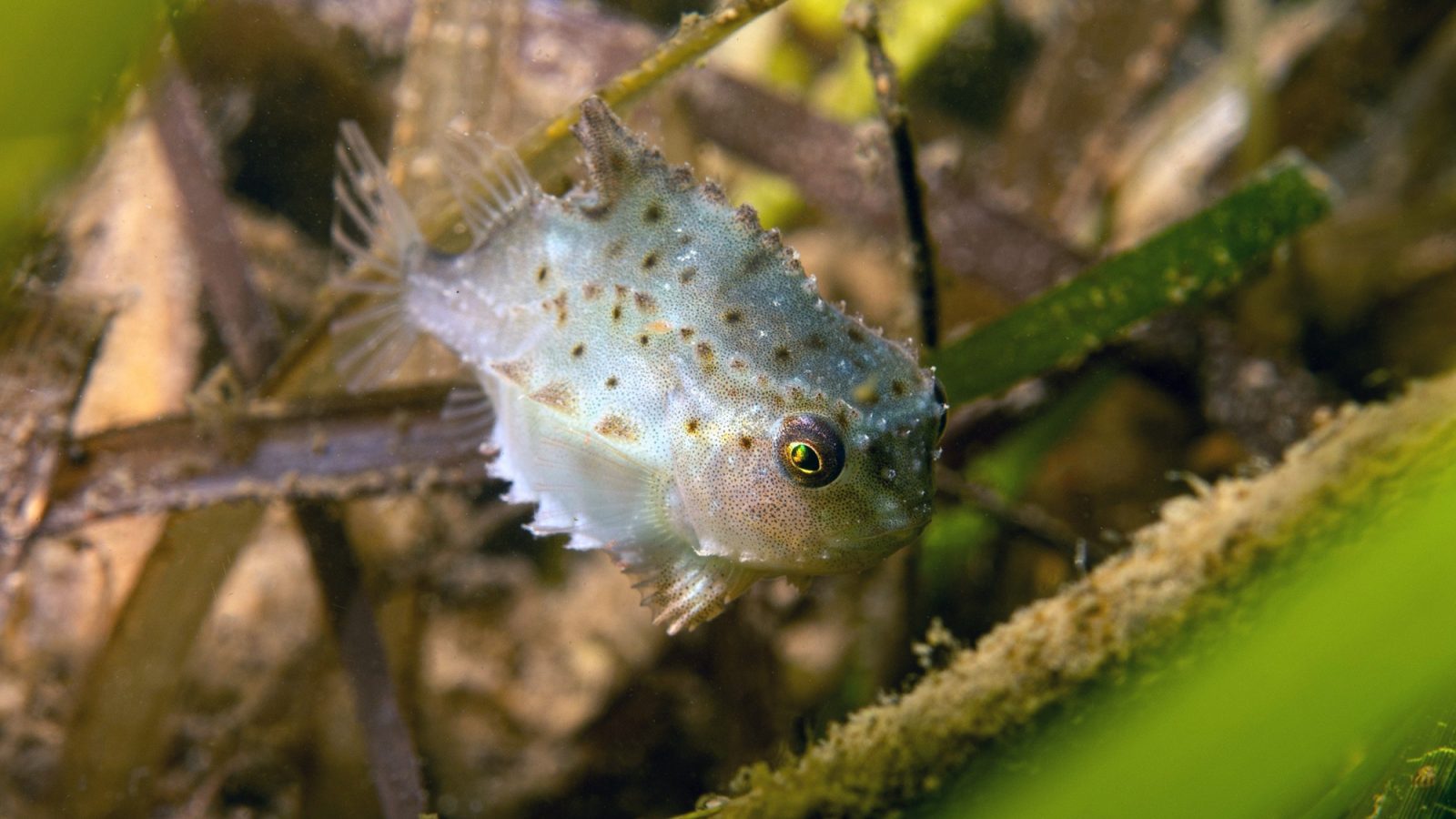 Seagrass is a unique and vital component of coastal waters in Scotland. Credit - Alasdair O'Dell