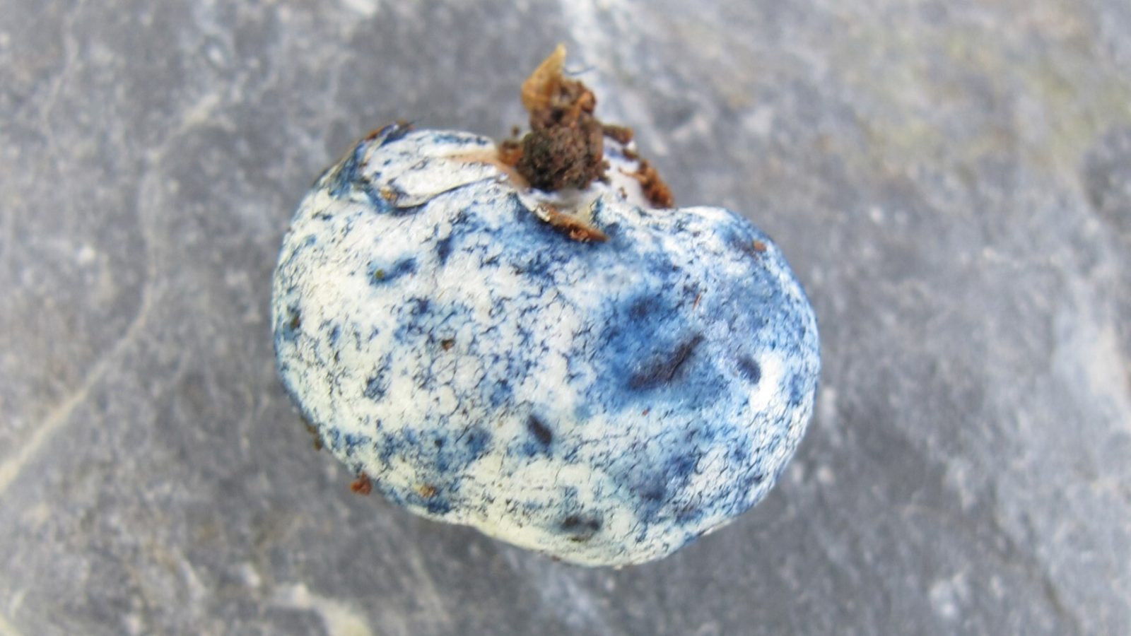 Credit: Caroline Hobart. A Chamonixia caespitosa with its blue bruising