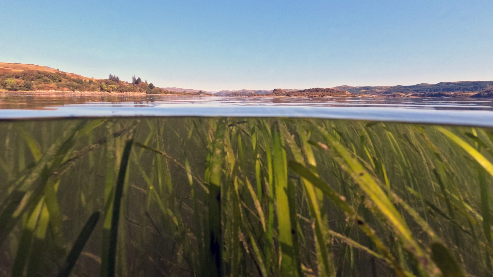 Seagrass is one of the keystone species in UK waters - Credit - Alasdair O'Dell