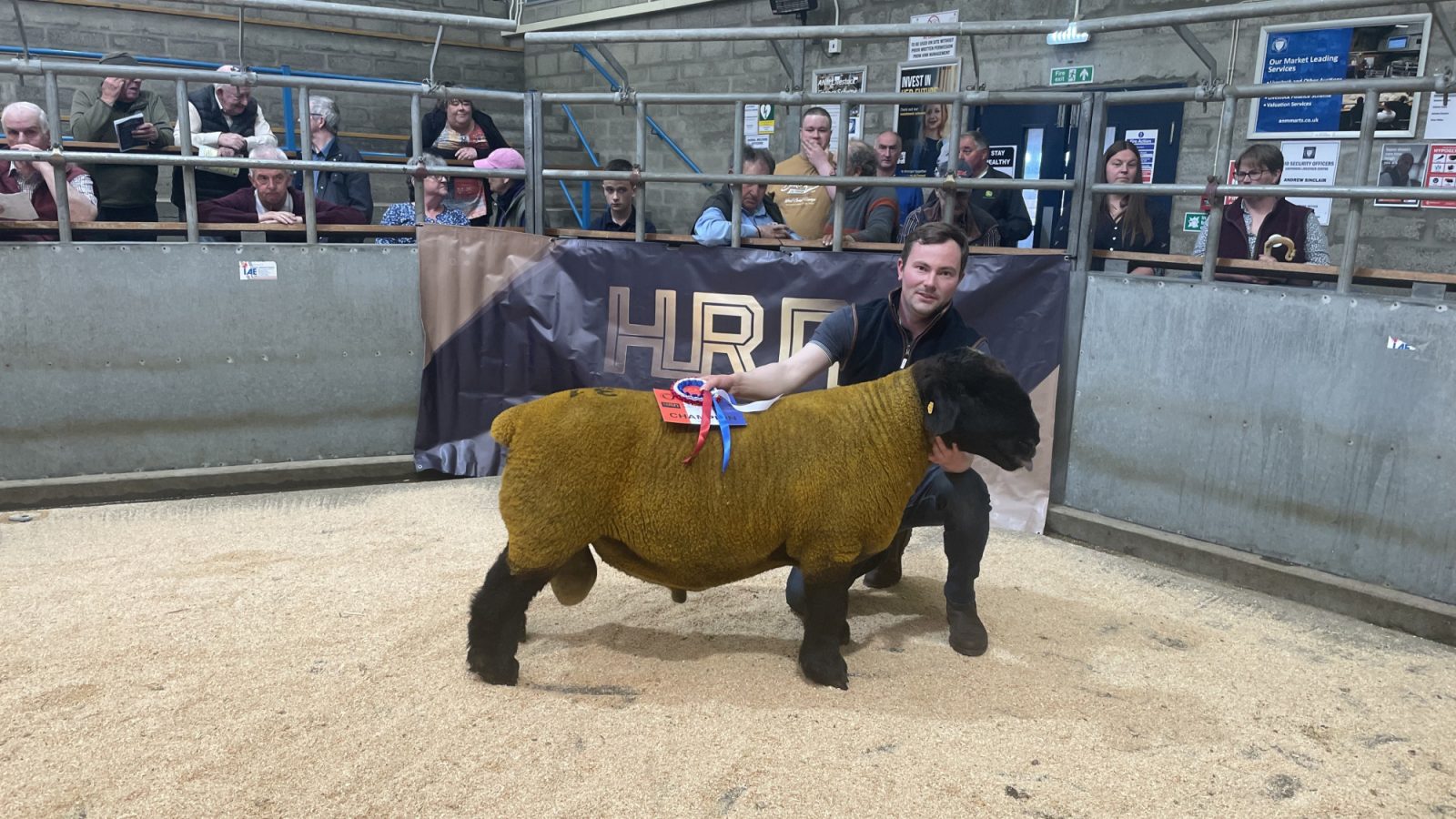 Champion Suffolk  2024 from A Brims Thruster Mains