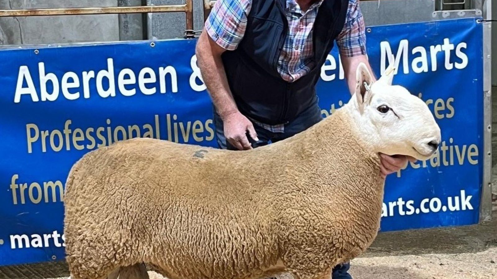 Overall Champion NCC from Messrs J  J Smith Upper Cornquoy Holm