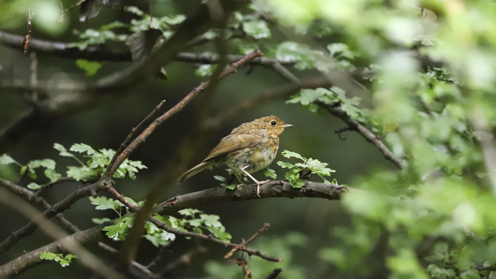 Robin Scotland - Credit Brian Ludwig (rspb-images.com)